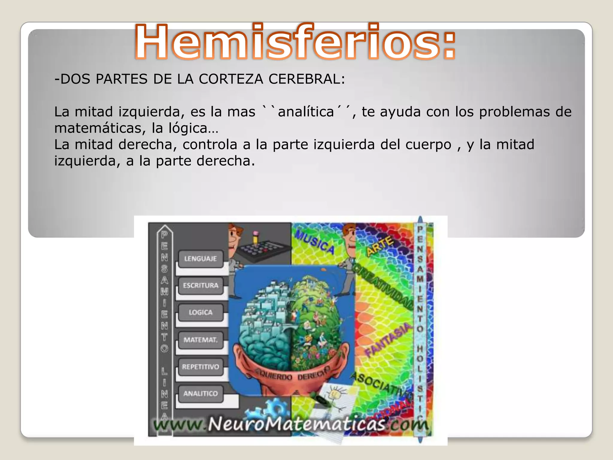 -DOS PARTES DE LA CORTEZA CEREBRAL:
La mitad izquierda, es la mas ``analítica´´, te ayuda con los problemas de
matemáticas, la lógica…
La mitad derecha, controla a la parte izquierda del cuerpo , y la mitad
izquierda, a la parte derecha.

 