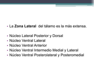 • La Zona Lateral del tálamo es la más extensa.
•
•
•
•
•

Núcleo Lateral Posterior y Dorsal
Núcleo Ventral Lateral
Núcleo Ventral Anterior
Núcleo Ventral Intermedio Medial y Lateral
Núcleo Ventral Posterolateral y Posteromedial

 
