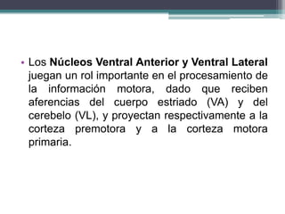• Los Núcleos Ventral Anterior y Ventral Lateral
juegan un rol importante en el procesamiento de
la información motora, dado que reciben
aferencias del cuerpo estriado (VA) y del
cerebelo (VL), y proyectan respectivamente a la
corteza premotora y a la corteza motora
primaria.

 