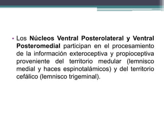 • Los Núcleos Ventral Posterolateral y Ventral
Posteromedial participan en el procesamiento
de la información exteroceptiva y propioceptiva
proveniente del territorio medular (lemnisco
medial y haces espinotalámicos) y del territorio
cefálico (lemnisco trigeminal).

 