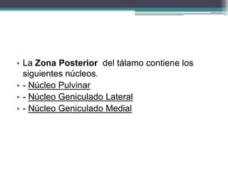 • La Zona Posterior del tálamo contiene los
siguientes núcleos.
• - Núcleo Pulvinar
• - Núcleo Geniculado Lateral
• - Núcleo Geniculado Medial

 