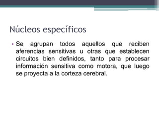 Núcleos específicos
• Se agrupan todos aquellos que reciben
aferencias sensitivas u otras que establecen
circuitos bien definidos, tanto para procesar
información sensitiva como motora, que luego
se proyecta a la corteza cerebral.

 