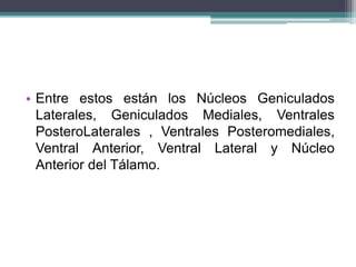 • Entre estos están los Núcleos Geniculados
Laterales, Geniculados Mediales, Ventrales
PosteroLaterales , Ventrales Posteromediales,
Ventral Anterior, Ventral Lateral y Núcleo
Anterior del Tálamo.

 