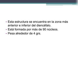 • Esta estructura se encuentra en la zona más
anterior e inferior del diencéfalo.
• Está formada por más de 90 núcleos.
• Pesa alrededor de 4 grs.

 