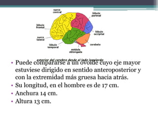 • Puede compararse a un ovoide cuyo eje mayor
estuviese dirigido en sentido anteroposterior y
con la extremidad más gruesa hacia atrás.
• Su longitud, en el hombre es de 17 cm.
• Anchura 14 cm.
• Altura 13 cm.

 