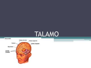 TALAMO

 