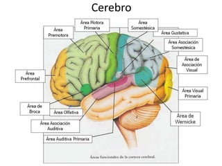 Cerebro 
 