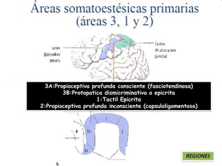 3A:Propioceptiva profundaconsciente(fasciotendinosa) 3B:Protopatica dismicriminativao epicrita1:Tactil Epicrita2:Propioceptiva profundainconsciente(capsuloligamentosa)  