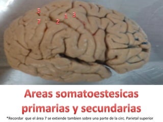 *Recordarqueel área7 se extiendetambien sobreunaparte de la circ. Parietal superior  