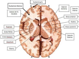 SustanciablancaSustanciagris  