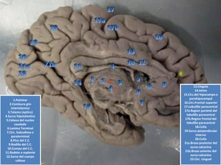 1.Pulvinar 2.Comisura grisintertalamica3.Talamo (optico) 4.Surco hipotalamico5.Cabeza del nucleocaudado6.Lamina Terminal7.Circ. Subcallosa o paraterminal8.Pico del C.C. 9.Rodilla del C.C. 10.Cuerpo del C.C. 11.Rodete o esplenio12.Surco del cuerpocalloso13.Cingulo14.Istmo15.Circ.del hipocampoo parahipocampal16.Circ.Frontal superior17.Lobulillo paracentral17a.Region parietal del lobulilloparacentral17b.Region frontal del lobulilloparacentral18.Cuña19.Surco perpendicular interno20.Cuña21a.Brazo posterior del surcocalcarino21b.Brazo anterior del surcocalcarino23.Circ. Lingual  