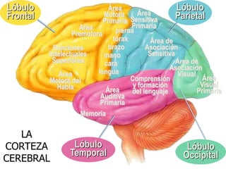 LA
CORTEZA
CEREBRAL
Lóbulo
Frontal
Funciones
Intelectuales
Superiores
Área
Motora
Primaria
Area
Premotora
Área
Motora del
Habla
pierna
tórax
brazo
mano
cara
lengua
Lóbulo
Parietal
Área
Sensitiva
Primaria
Área de
Asociación
Sensitiva
Lóbulo
Occipital
Área
Visual
Primaria
Área de
Asociación
Visual
Lóbulo
Temporal
Memoria
Área
Auditiva
Primaria
Comprensión
y formación
del lenguaje
 