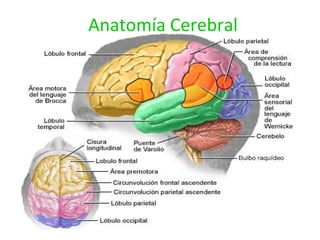 Anatomía Cerebral 
 