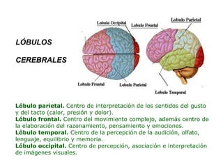 LÓBULOS 
CEREBRALES 
Lóbulo parietal. Centro de interpretación de los sentidos del gusto 
y del tacto (calor, presión y dolor). 
Lóbulo frontal. Centro del movimiento complejo, además centro de 
la elaboración del razonamiento, pensamiento y emociones. 
Lóbulo temporal. Centro de la percepción de la audición, olfato, 
lenguaje, equilibrio y memoria. 
Lóbulo occipital. Centro de percepción, asociación e interpretación 
de imágenes visuales. 
 