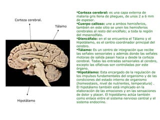 Corteza cerebral: es una capa externa de 
materia gris llena de pliegues, de unos 2 a 6 mm 
de espesor. 
Cuerpo calloso: une a ambos hemisferios, 
también en este sitio se unen los hemisferios 
cerebrales al resto del encéfalo; a toda la región 
del mesencéfalo. 
Diencéfalo: en el se encuentra el Tálamo y el 
Hipotálamo, es el centro coordinador principal del 
cerebro. 
Tálamo: Es un centro de integración que recibe 
las señales sensoriales y además donde las señales 
motoras de salida pasan hacia y desde la corteza 
cerebral. Todas las entradas sensoriales al cerebro, 
excepto las olfativas son controladas por este 
órgano. 
Hipotálamo: Esta encargado de la regulación de 
los impulsos fundamentales del organismo y de las 
condiciones del estado interno de organismo 
(homeostasis, nivel de nutrientes, temperatura) . 
El hipotálamo también está implicado en la 
elaboración de las emociones y en las sensaciones 
de dolor y placer. El hipotálamo actúa también 
como enlace entre el sistema nervioso central y el 
sistema endocrino. 
Corteza cerebral. 
Tálamo 
Hipotálamo 
 