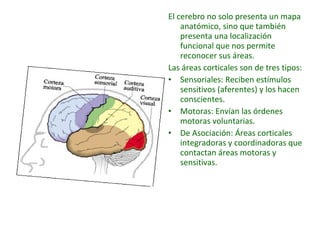 El cerebro no solo presenta un mapa 
anatómico, sino que también 
presenta una localización 
funcional que nos permite 
reconocer sus áreas. 
Las áreas corticales son de tres tipos: 
• Sensoriales: Reciben estímulos 
sensitivos (aferentes) y los hacen 
conscientes. 
• Motoras: Envían las órdenes 
motoras voluntarias. 
• De Asociación: Áreas corticales 
integradoras y coordinadoras que 
contactan áreas motoras y 
sensitivas. 
 