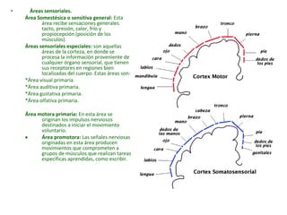 • Áreas sensoriales. 
Área Somestésica o sensitiva general: Esta 
área recibe sensaciones generales: 
tacto, presión, calor, frío y 
propiocepción (posición de los 
músculos). 
Áreas sensoriales especiales: son aquellas 
áreas de la corteza, en donde se 
procesa la información proveniente de 
cualquier órgano sensorial, que tienen 
sus receptores en regiones bien 
localizadas del cuerpo. Estas áreas son: 
*Área visual primaria. 
*Área auditiva primaria. 
*Área gustativa primaria. 
*Área olfativa primaria. 
Área motora primaria: En esta área se 
originan los impulsos nerviosos 
destinados a iniciar el movimiento 
voluntario. 
· Área promotora: Las señales nerviosas 
originadas en esta área producen 
movimientos que comprometen a 
grupos de músculos que realizan tareas 
específicas aprendidas, como escribir. 
 