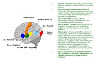 • Áreas de asociación: Se distribuyen en la corteza 
cerebral. Conectan la áreas sensitivas y motoras 
entre si. 
• Área asociativa Parieto-occipital temporal: 
Recibe información de las áreas sensitivas que la 
rodean. Entrega información tanto de la posición 
de todas las partes del cuerpo en el espacio, 
como de sus alrededores. 
• Área de Wernicke: Principal área de 
comprensión del lenguaje, se relaciona con 
funciones intelectuales superiores. 
• Área de Broca o Locución: Permite ejecutar los 
movimientos para pronunciar las palabras. 
Trabaja en estrecha relación con el área de 
Wernicke. 
• Núcleos grises de la base: Son formaciones de 
sustancia gris ubicadas en la profundidad del 
cerebro, en el ser humano se encuentran bajo la 
influencia de la corteza. constituyen importantes 
centros independientes de la vía motora 
voluntaria y son, por lo tanto, importantes en la 
regulación de movimientos automáticos. Por 
ejemplo los núcleos caudado y lenticular, 
participan en el control de tono muscular y 
movimientos automáticos, como camina, andar 
en bicicleta, etc. 
• Otro de los núcleos de la base es la sustancia 
nigra que sintetiza dopamina. La deficiencia de 
este neurotransmisor provoca el mal de 
Parkinson. 
 