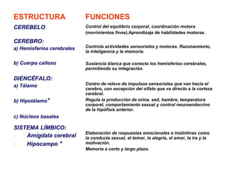 ESTRUCTURA FUNCIONES 
CEREBELO Control del equilibrio corporal, coordinación motora 
(movimientos finos).Aprendizaje de habilidades motoras. 
CEREBRO: 
a) Hemisferios cerebrales 
b) Cuerpo calloso 
Controla actividades sensoriales y motoras. Razonamiento, 
la inteligencia y la memoria. 
Sustancia blanca que conecta los hemisferios cerebrales, 
permitiendo su integración. 
DIENCÉFALO: 
a) Tálamo 
b) Hipotálamo* 
c) Núcleos basales 
Centro de relevo de impulsos sensoriales que van hacia el 
cerebro, con excepción del olfato que va directo a la corteza 
cerebral. 
Regula la producción de orina, sed, hambre, temperatura 
corporal, comportamiento sexual y control neuroendocrino 
de la hipófisis anterior. 
SISTEMA LÍMBICO: 
a) Amígdala cerebral 
b) Hipocampo * 
Elaboración de respuestas emocionales e instintivas como 
la conducta sexual, el temor, la alegría, el amor, la ira y la 
motivación. 
Memoria a corto y largo plazo. 
