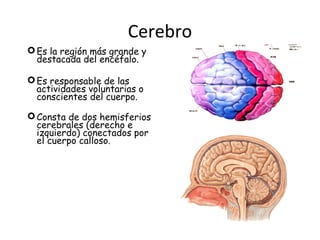 Cerebro 
Es la región más grande y 
destacada del encéfalo. 
Es responsable de las 
actividades voluntarias o 
conscientes del cuerpo. 
Consta de dos hemisferios 
cerebrales (derecho e 
izquierdo) conectados por 
el cuerpo calloso. 
 