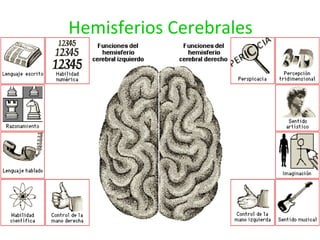 Hemisferios Cerebrales 
 