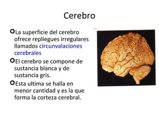 Cerebro 
La superficie del cerebro 
ofrece repliegues irregulares 
llamados circunvalaciones 
cerebrales 
El cerebro se compone de 
sustancia blanca y de 
sustancia gris. 
Esta ultima se halla en 
menor cantidad y es la que 
forma la corteza cerebral. 
 