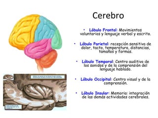 Cerebro 
• Lóbulo Frontal: Movimientos 
voluntarios y lenguaje verbal y escrito. 
• Lóbulo Parietal: recepción sensitiva de 
dolor, tacto, temperatura, distancias, 
tamaños y formas. 
• Lóbulo Temporal: Centro auditivo de 
los sonidos y de la comprensión del 
lenguaje hablado. 
• Lóbulo Occipital: Centro visual y de la 
comprensión. 
• Lóbulo Insular: Memoria: integración 
de las demás actividades cerebrales. 
 