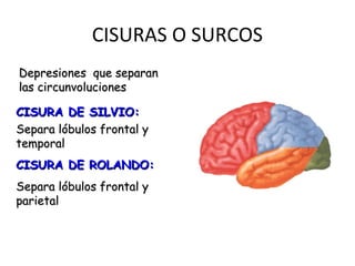 CISURAS O SURCOS 
Depresiones qquuee sseeppaarraann 
llaass cciirrccuunnvvoolluucciioonneess 
CCIISSUURRAA DDEE SSIILLVVIIOO:: 
SSeeppaarraa llóóbbuullooss ffrroonnttaall yy 
tteemmppoorraall 
CCIISSUURRAA DDEE RROOLLAANNDDOO:: 
SSeeppaarraa llóóbbuullooss ffrroonnttaall yy 
ppaarriieettaall 
 