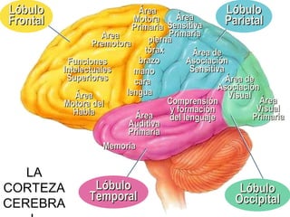 LLóóbbuulloo 
FFrroonnttaall 
LA 
CORTEZA 
CEREBRA 
L 
FFuunncciioonneess 
IInntteelleeccttuuaalleess 
SSuuppeerriioorreess 
ÁÁrreeaa 
MMoottoorraa 
PPrriimmaarriiaa 
AArreeaa 
PPrreemmoottoorraa 
ÁÁrreeaa 
MMoottoorraa ddeell 
HHaabbllaa 
ppiieerrnnaa 
ttóórraaxx 
bbrraazzoo 
mmaannoo 
ccaarraa 
lleenngguuaa 
LLóóbbuulloo 
ÁÁrreeaa PPaarriieettaall 
SSeennssiittiivvaa 
PPrriimmaarriiaa 
ÁÁrreeaa ddee 
AAssoocciiaacciióónn 
SSeennssiittiivvaa 
ÁÁrreeaa ddee 
AAssoocciiaacciióónn 
VViissuuaall 
ÁÁrreeaa 
VViissuuaall 
PPrriimmaarriiaa 
LLóóbbuulloo 
OOcccciippiittaall 
ÁÁrreeaa 
AAuuddiittiivvaa 
PPrriimmaarriiaa 
MMeemmoorriiaa 
LLóóbbuulloo 
TTeemmppoorraall 
CCoommpprreennssiióónn 
yy ffoorrmmaacciióónn 
ddeell lleenngguuaajjee 
 