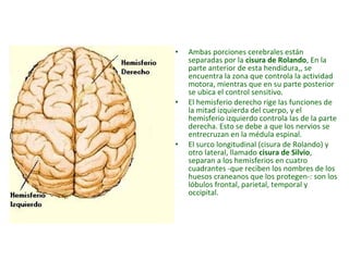 • Ambas porciones cerebrales están 
separadas por la cisura de Rolando, En la 
parte anterior de esta hendidura,, se 
encuentra la zona que controla la actividad 
motora, mientras que en su parte posterior 
se ubica el control sensitivo. 
• El hemisferio derecho rige las funciones de 
la mitad izquierda del cuerpo, y el 
hemisferio izquierdo controla las de la parte 
derecha. Esto se debe a que los nervios se 
entrecruzan en la médula espinal. 
• El surco longitudinal (cisura de Rolando) y 
otro lateral, llamado cisura de Silvio, 
separan a los hemisferios en cuatro 
cuadrantes -que reciben los nombres de los 
huesos craneanos que los protegen-: son los 
lóbulos frontal, parietal, temporal y 
occipital. 
 