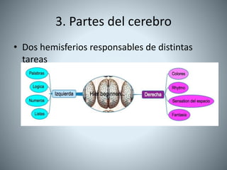 3. Partes del cerebro
• Dos hemisferios responsables de distintas
tareas
 