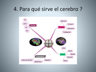 4. Para qué sirve el cerebro ?
 