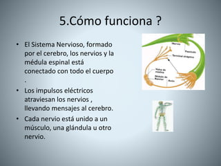5.Cómo funciona ?
• El Sistema Nervioso, formado
por el cerebro, los nervios y la
médula espinal está
conectado con todo el cuerpo
.
• Los impulsos eléctricos
atraviesan los nervios ,
llevando mensajes al cerebro.
• Cada nervio está unido a un
músculo, una glándula u otro
nervio.
 