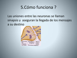 5.Cómo funciona ?
Las uniones entre las neuronas se llaman
sinapsis y aseguran la llegada de los mensajes
a su destino
 