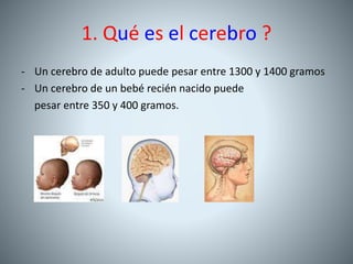 1. Qué es el cerebro ?
- Un cerebro de adulto puede pesar entre 1300 y 1400 gramos
- Un cerebro de un bebé recién nacido puede
pesar entre 350 y 400 gramos.
 