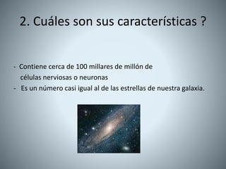 2. Cuáles son sus características ?
- Contiene cerca de 100 millares de millón de
células nerviosas o neuronas
- Es un número casi igual al de las estrellas de nuestra galaxia.
 