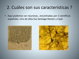 2. Cuáles son sus características ?
• Aquí podemos ver neuronas , encontradas por 2 científicos
españoles. Uno de ellos fue Santiago Ramón y Cajal.
 