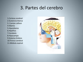 3. Partes del cerebro
1.Corteza cerebral
2.Sustancia blanca
3. Cuerpo calloso
4.Tálamo
5.Hipotálamo
6.Hipófisis
7.Cerebelo
8.Hipocampo
9.Sistema limbico
10.Tronco cerebral
11.Médula espinal
 
