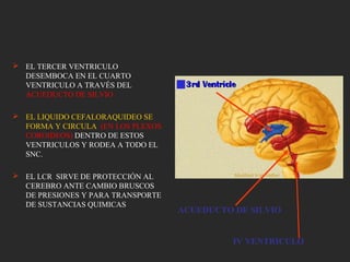  EL TERCER VENTRICULO
DESEMBOCA EN EL CUARTO
VENTRICULO A TRAVÉS DEL
ACUEDUCTO DE SILVIO
 EL LIQUIDO CEFALORAQUIDEO SE
FORMA Y CIRCULA (EN LOS PLEXOS
COROIDEOS) DENTRO DE ESTOS
VENTRICULOS Y RODEA A TODO EL
SNC.
 EL LCR SIRVE DE PROTECCIÓN AL
CEREBRO ANTE CAMBIO BRUSCOS
DE PRESIONES Y PARA TRANSPORTE
DE SUSTANCIAS QUIMICAS
ACUEDUCTO DE SILVIO
IV VENTRICULO
 