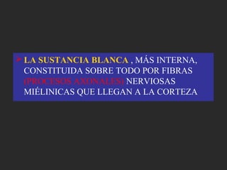  LA SUSTANCIA BLANCA , MÁS INTERNA,
CONSTITUIDA SOBRE TODO POR FIBRAS
(PROCESOS AXONALES) NERVIOSAS
MIÉLINICAS QUE LLEGAN A LA CORTEZA
 