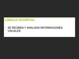 LOBULO OCCIPITAL
 SE RECIBEN Y ANALIZAN INFORMACIONES
VISUALES
 