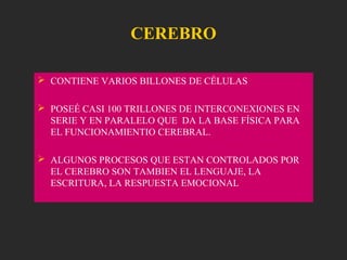 CEREBRO
 CONTIENE VARIOS BILLONES DE CÉLULAS
 POSEÉ CASI 100 TRILLONES DE INTERCONEXIONES EN
SERIE Y EN PARALELO QUE DA LA BASE FÍSICA PARA
EL FUNCIONAMIENTIO CEREBRAL.
 ALGUNOS PROCESOS QUE ESTAN CONTROLADOS POR
EL CEREBRO SON TAMBIEN EL LENGUAJE, LA
ESCRITURA, LA RESPUESTA EMOCIONAL
 