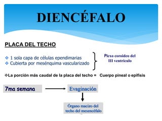 DIENCÉFALO
10
PLACA DEL TECHO
 1 sola capa de células ependimarias
 Cubierta por mesénquima vascularizado
Plexo coroideo del
III ventriculo
La porción más caudal de la placa del techo = Cuerpo pineal o epifisis
7ma semana Evaginación
Órgano macizo del
techo del mesencéfalo
 