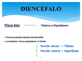 DIENCÉFALO
11
Placa Alar Tálamo e Hipotálamo
 Forma las paredes laterales del diencéfalo
 La hendidura = Surco hipotalámico  Divide
Porción dorsal = Tálamo
Porción ventral = Hipotálamo
 