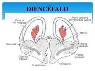 DIENCÉFALO
12
 
