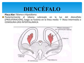 DIENCÉFALO
13
Placa Alar: Tálamo e Hipotálamo
Posteriormente el tálamo sobresale en la luz del diencéfalo
(PROLIFERACIÓN), luego se fusiona en la línea media  Masa intermedia o
COMISURA GRIS INTERTALÁMICA
 