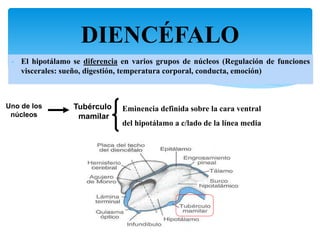 DIENCÉFALO
14
- El hipotálamo se diferencia en varios grupos de núcleos (Regulación de funciones
viscerales: sueño, digestión, temperatura corporal, conducta, emoción)
Uno de los
núcleos
Tubérculo
mamilar
Eminencia definida sobre la cara ventral
del hipotálamo a c/lado de la línea media
 