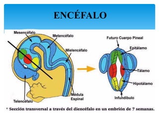 ENCÉFALO
15
 