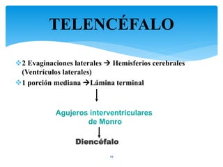 TELENCÉFALO
16
2 Evaginaciones laterales  Hemisferios cerebrales
(Ventrículos laterales)
1 porción mediana Lámina terminal
Agujeros interventriculares
de Monro
Diencéfalo
 