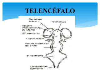 TELENCÉFALO
17
 